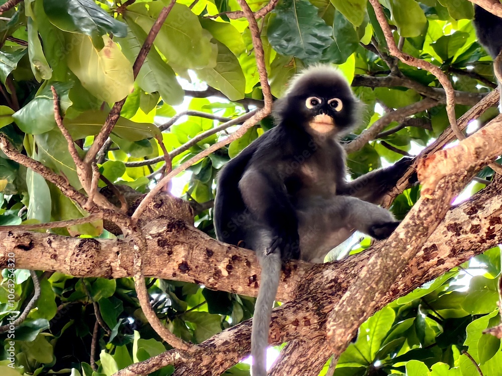 Obraz premium black and white monkey