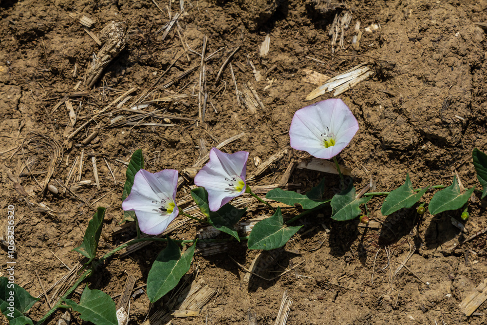 Ταπετσαρία Field bindweed or Convolvulus arvensis European bindweed Creeping Jenny Possessi