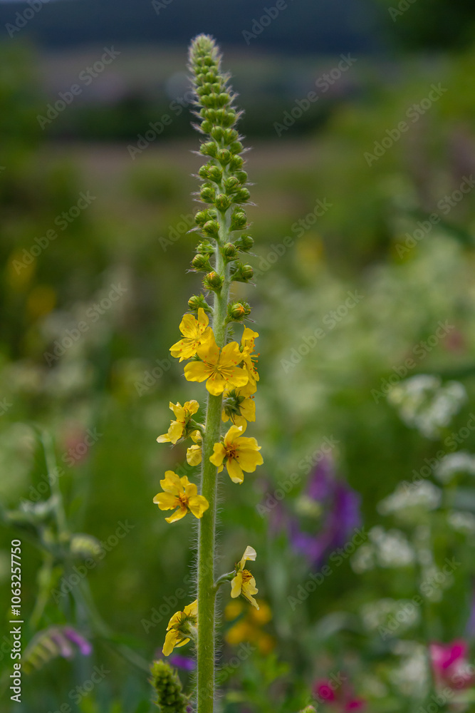 Summer in the wild among wild grasses is blooming agrimonia eupatoria.Medicinal plant Summer in the wild among wild grasses is blooming agrimonia eupatoria.Medicinal plant