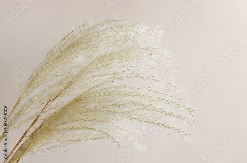 Pampas grass neutral beige color background close up. Plant texture. Scandinavian minimalistic  home design poster. photo