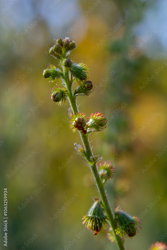 Common agrimony seeds, Latin name Agrimonia eupatoria Common agrimony seeds, Latin name Agrimonia eupatoria