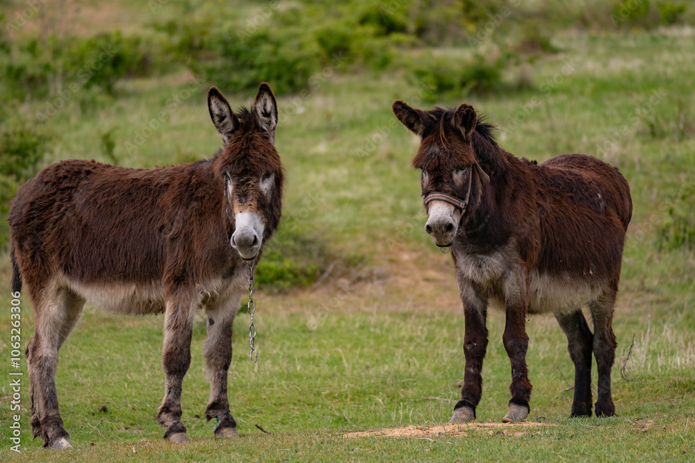 Two brown donkeys sitting together in the clearing at the farm. Equus africanus asinus, free domestic animal.