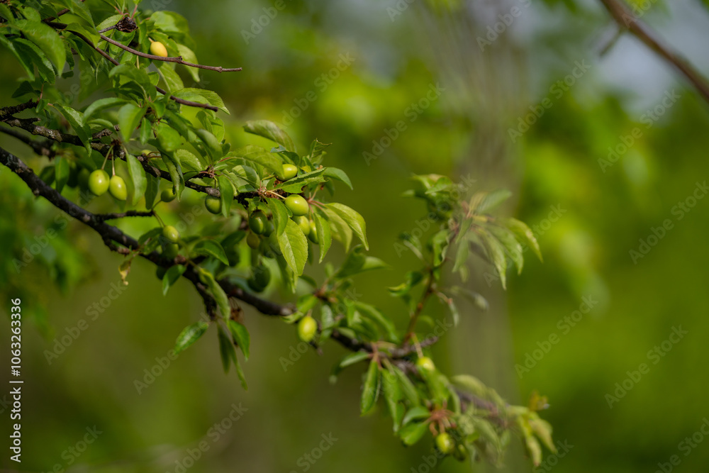 Prunus cerasifera edible wild plant. Unripe green fruit on a tree branch. Prunus cerasifera edible wild plant. Unripe green fruit on a tree branch.