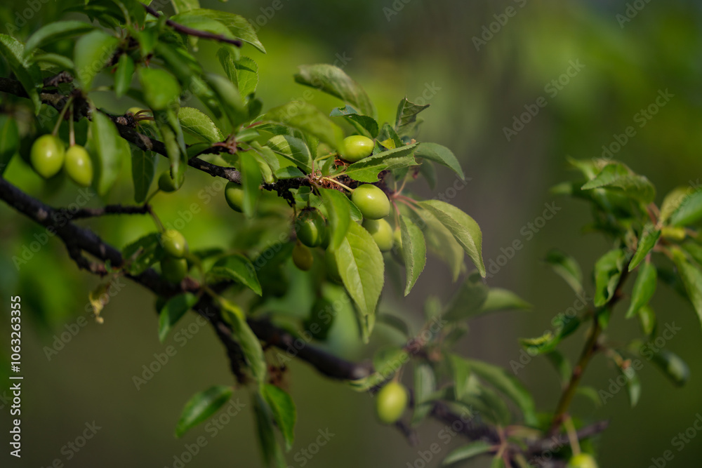 Prunus cerasifera edible wild plant. Unripe green fruit on a tree branch. Prunus cerasifera edible wild plant. Unripe green fruit on a tree branch.