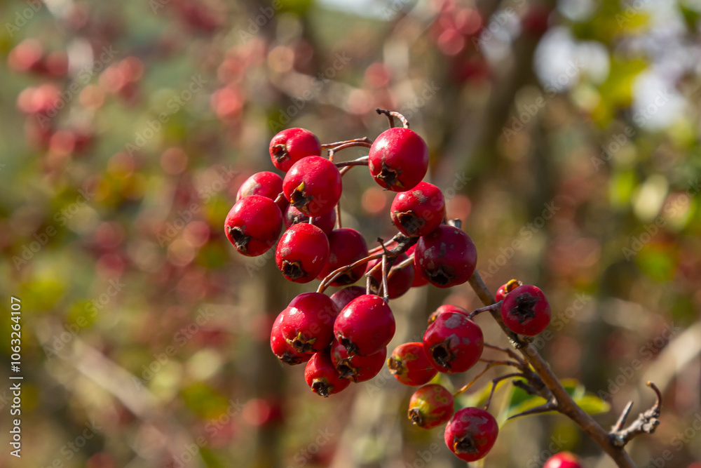 clusters of red fruits Crataegus coccinata tree close up