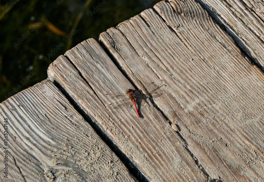 A red dragonfly sits on old boards. A red dragonfly sits on old boards.
