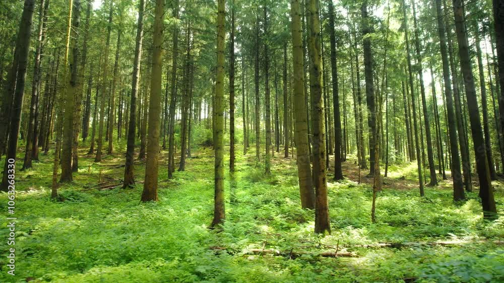 Tall trees with slender trunks rise in dense forest, sunlight filtering through leaves in sunny summer day Tall trees with slender trunks rise in dense forest, sunlight filtering through leaves in sunny summer day