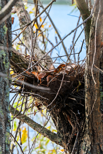 Bird's nest made of branches on a tree.