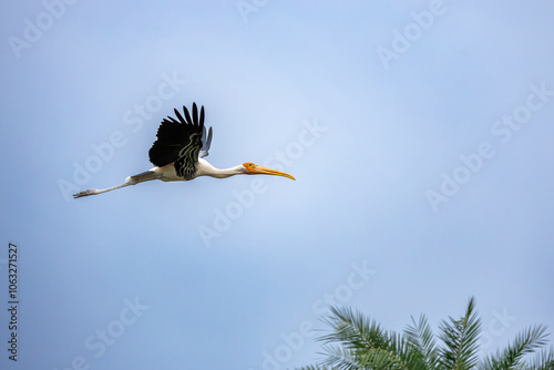 Flying painted Stork with good background, Bharatpur, India