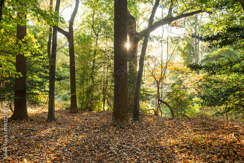 Bright Woods