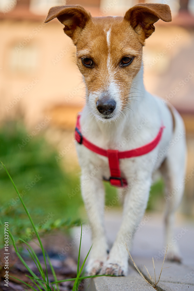 Cute active dog walking in backyard at summer day. Jack Russell Terrier portrait outdoors Cute active dog walking in backyard at summer day. Jack Russell Terrier portrait outdoors