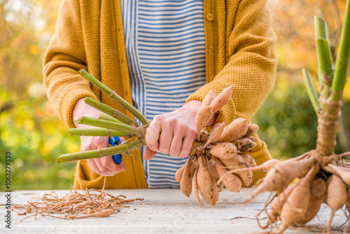 Female gardener dividing dahlias. Freshly lifted and washed clumps of dahlia tubers being divided. Splitting dahlias before winter storage.