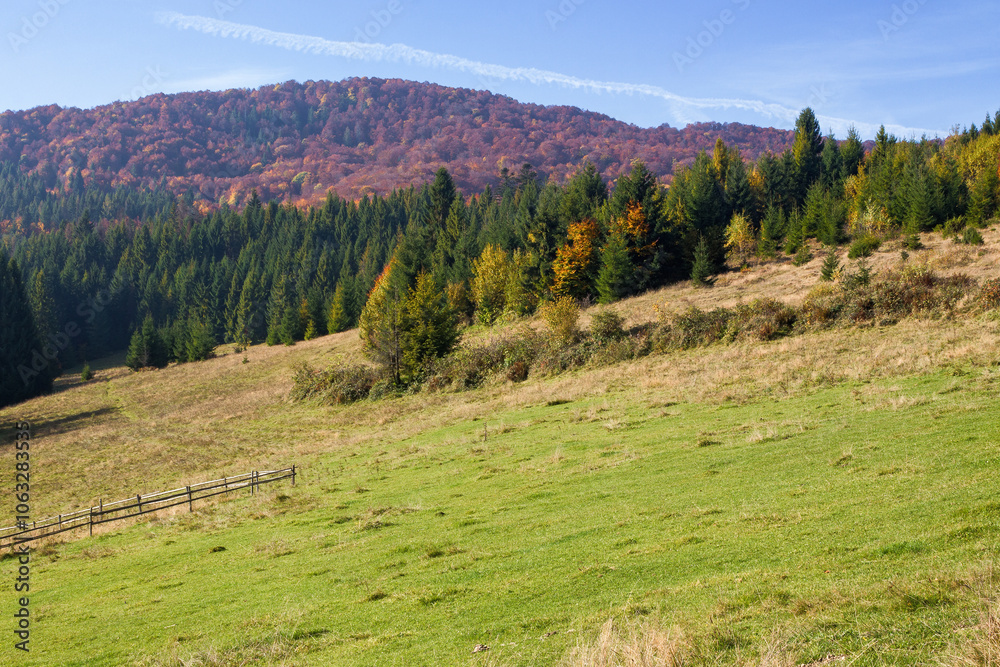 mountainous countryside of ukraine in autumn. picturesque land of transcarpathia. sunny morning. grassy pasture on the hill. carpathian borzhava ridge in the distance. blue sky in fall season mountainous countryside of ukraine in autumn. picturesque land of transcarpathia. sunny morning. grassy pasture on the hill. carpathian borzhava ridge in the distance. blue sky in fall season