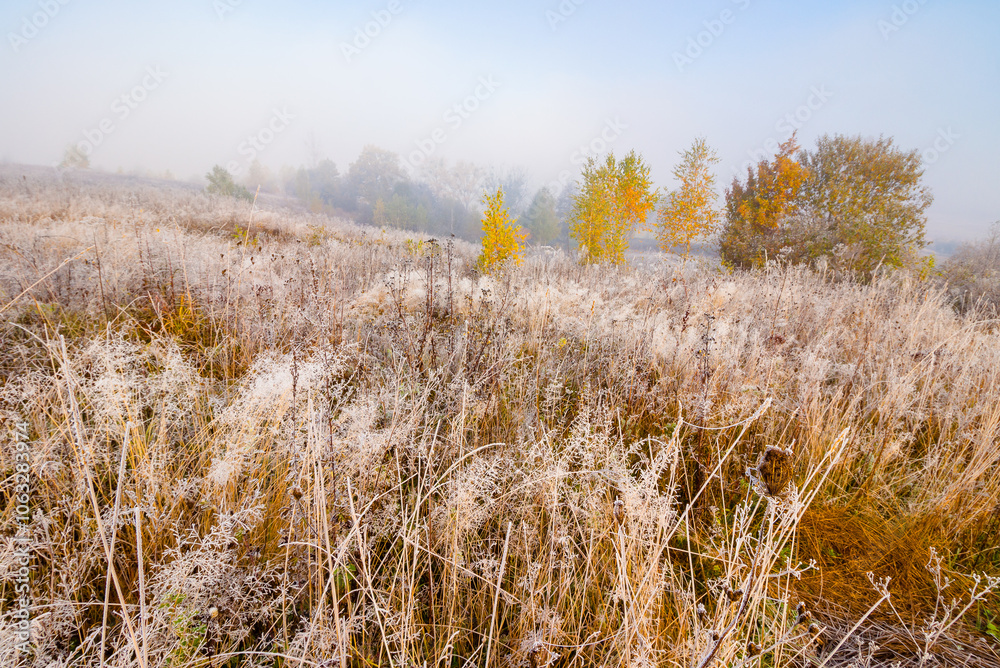 Fototapeta premium countryside landscape in autumn fog. scenic view. sunny morning. beautiful scenery in carpathian valley. colorful trees in mist. grassy fields in fall season. mysterious weather in ukraine