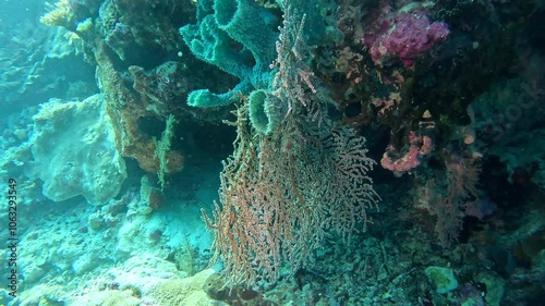 A coral fan and sponges on an Indonesian reef. photo