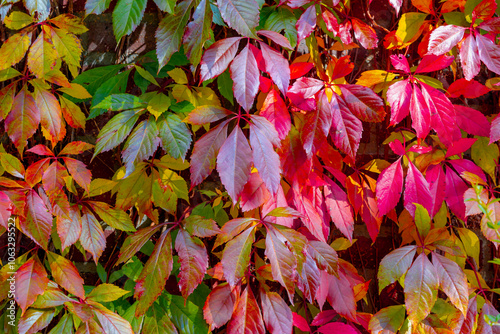 Colourful orange red leaves of Parthenocissus quinquefolia with sunlight, Virginia creeper is a species of flowering plant in the grape family Vitaceae, Nature autumn background, Leafs pattern texture