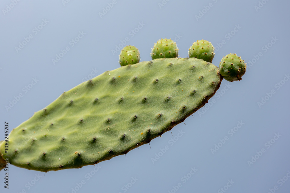 Selective focus of green leaves of Barbary fig, Opuntia ficus-indica under blue clear sky, The Indian fig opuntia, fig opuntia, or prickly pear, is a species of cactus, Nature greenery background.