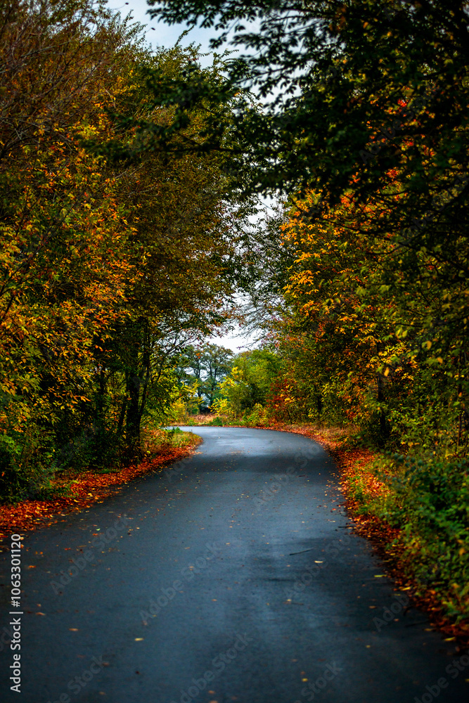 Asphalt road around the forest,path in the forest,countryside road.Autumn landscape photography in the woodlands .Orange and yellow leaves on the road,beautiful road through the forest Asphalt road around the forest,path in the forest,countryside road.Autumn landscape photography in the woodlands .Orange and yellow leaves on the road,beautiful road through the forest