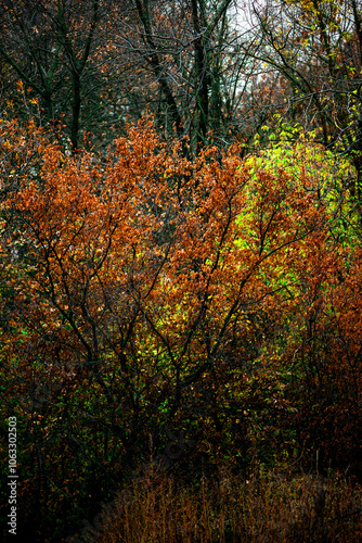 Landscape photography in the countryside in Ukraine.Beautiful autumn, colors like in the heaven.Beautiful forest near the field and road , powerlines over the trees.Yellow and orange colors.Autumn sky