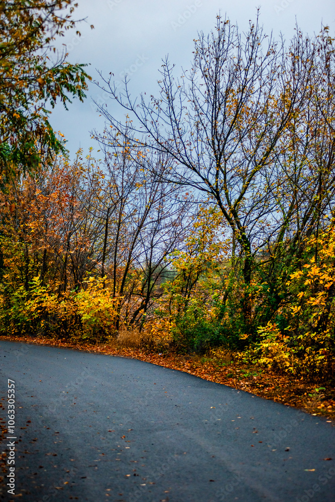 Naklejka premium Asphalt road around the forest,path in the forest,countryside road.Autumn landscape photography in the woodlands .Orange and yellow leaves on the road,beautiful road through the forest
