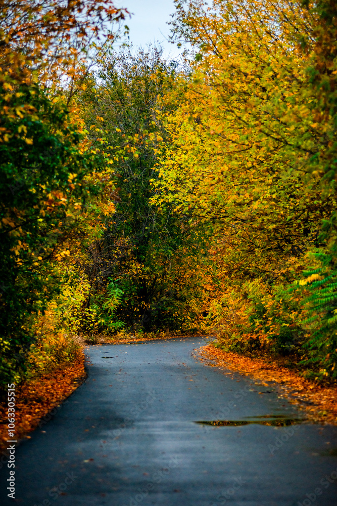 Obraz premium Asphalt road around the forest,path in the forest,countryside road.Autumn landscape photography in the woodlands .Orange and yellow leaves on the road,beautiful road through the forest
