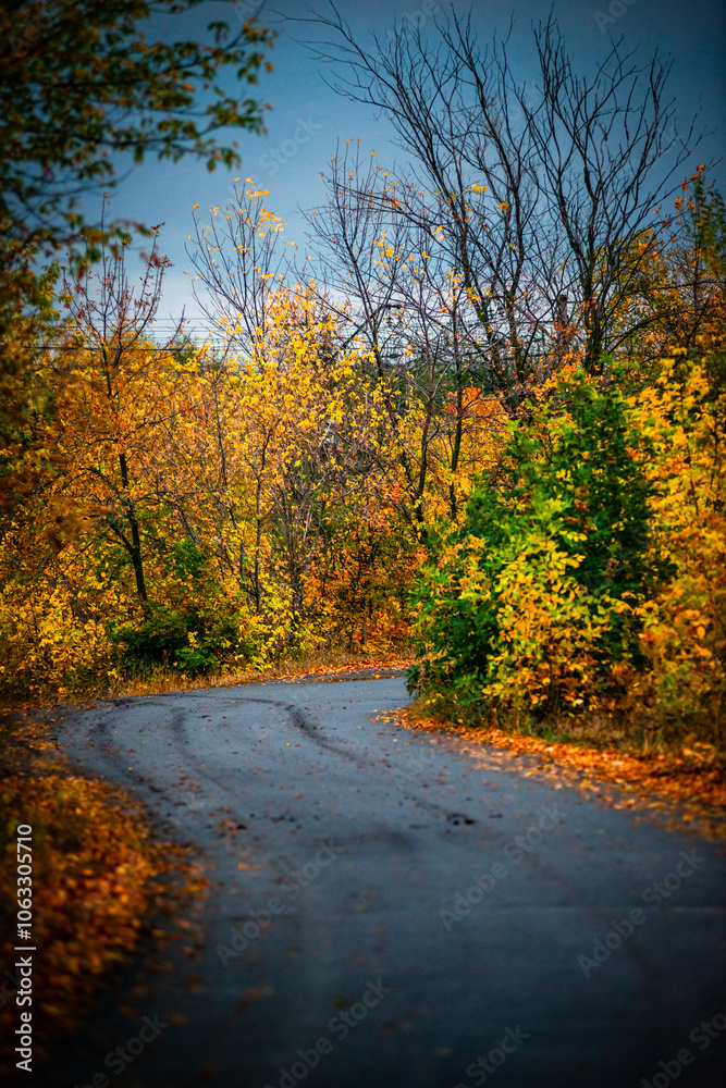 Asphalt road around the forest,path in the forest,countryside road.Autumn landscape photography in the woodlands .Orange and yellow leaves on the road,beautiful road through the forest