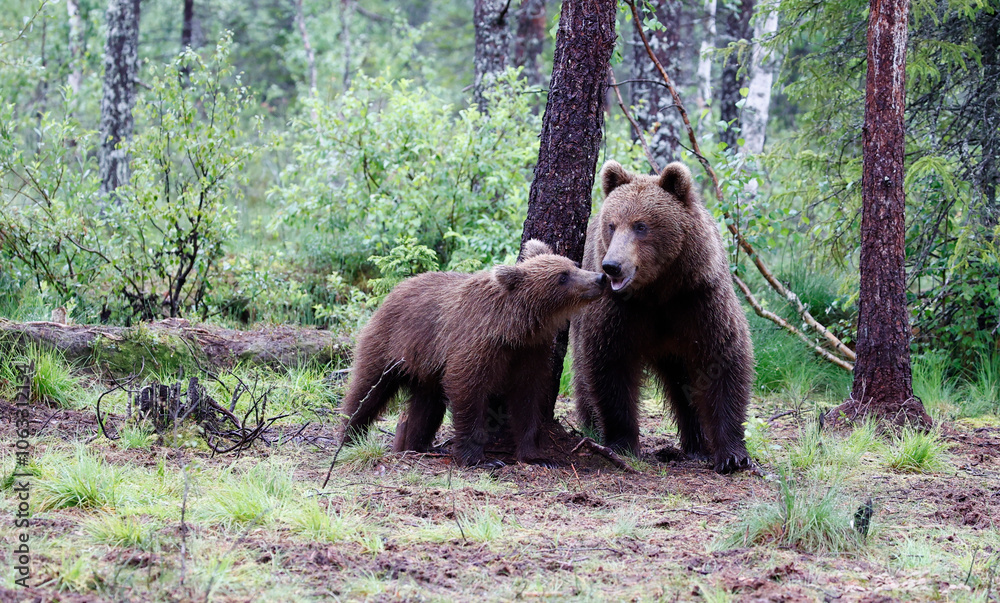 Brown bear families in the Taiga forests of Finland Brown bear families in the Taiga forests of Finland