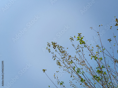 Green Tree Branches with blue sky background