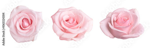 Beautiful pink rose flower isolated on white, collage photo