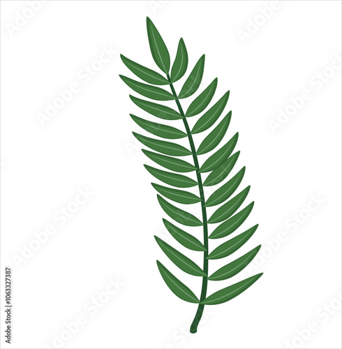 fern isolated on white