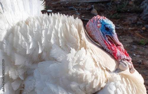 Close-up of a Broad breasted white turkey tom, De Hoop, near Uniondale.