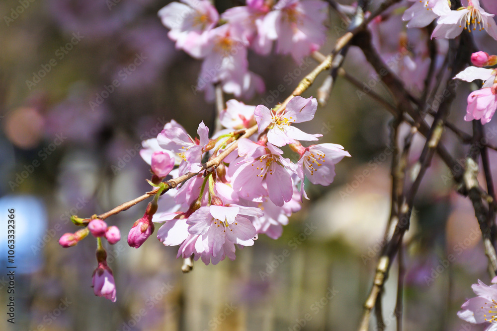 Obraz premium 京都御苑 出水のしだれ桜 （出水の枝垂れ桜） 日本京都府京都市 Kyoto Gyoen (Kyoto Gyoen National Garden), Demizu Shidarezakura (Demizu cherry blossoms, Demizu weeping cherry blossoms) Kyoto City, Kyoto Prefecture, Japan