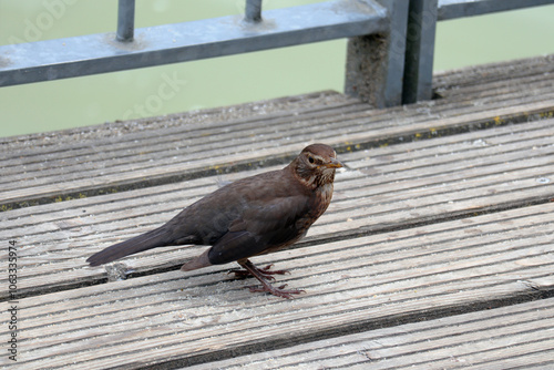 Amsel, Star, Singvogel, Vogel photo