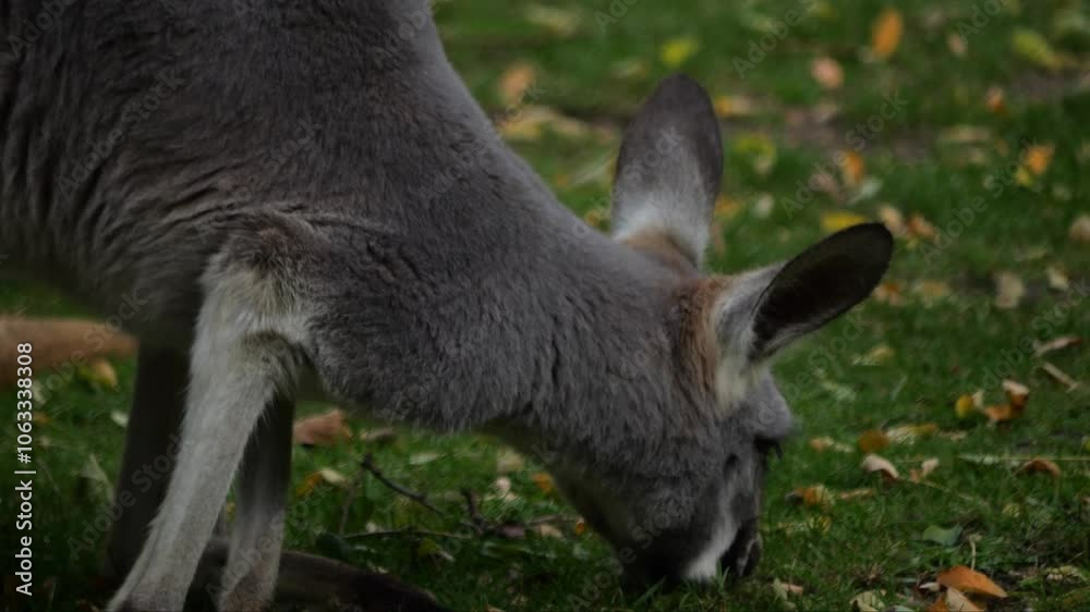 Kangaroos roam and hop across a sandy and grassy area, searching for food. Filmed in slow motion on a cloudy day with brief moments of sunlight. Kangaroos roam and hop across a sandy and grassy area, searching for food. Filmed in slow motion on a cloudy day with brief moments of sunlight.
