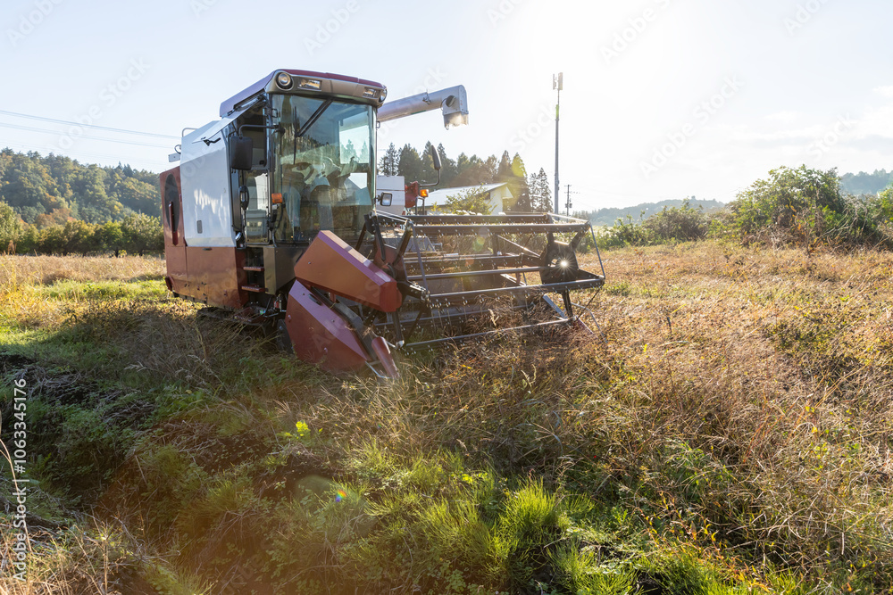 Fototapeta premium 秋の蕎麦の収穫