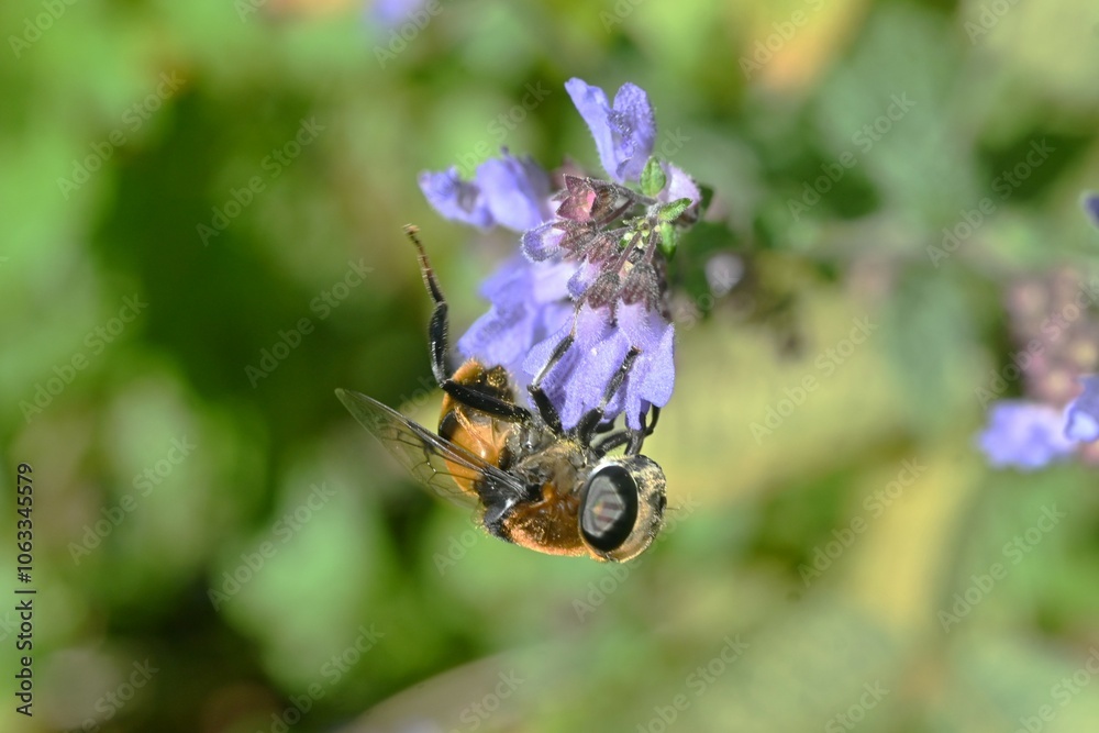 Isodon inflexus flowers. lamiaceae perennial plants.
Blue-purple, lip-shaped flowers bloom in autumn.
Isodon inflexus flowers. lamiaceae perennial plants.
Blue-purple, lip-shaped flowers bloom in autumn.