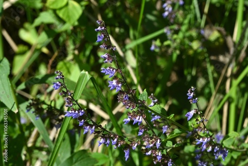 Isodon inflexus flowers. lamiaceae perennial plants.
Blue-purple, lip-shaped flowers bloom in autumn.
 photo