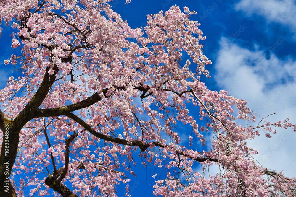 青空に映える京都御苑 出水のしだれ桜 (出水の枝垂れ桜) 日本京都府京都市
Kyoto Gyoen (Kyoto Gyoen National Garden), Demizu Shidarezakura (Demizu cherry blossoms, Demizu weeping cherry blossoms) shining against the blue sky, Kyoto City 青空に映える京都御苑 出水のしだれ桜 (出水の枝垂れ桜) 日本京都府京都市
Kyoto Gyoen (Kyoto Gyoen National Garden), Demizu Shidarezakura (Demizu cherry blossoms, Demizu weeping cherry blossoms) shining against the blue sky, Kyoto City