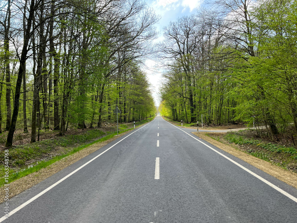 Fototapeta premium Two-way road through the forest on a sunny day