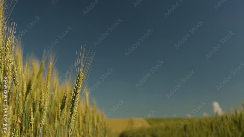 Beautiful rye field. Golden ears of rye. Cultivation of rye. Natural landscape and farming.	