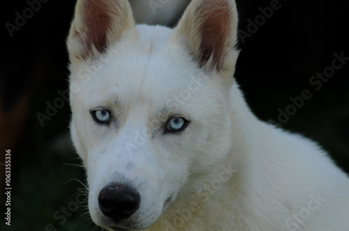 Close-up of Siberian husky looking into the camera