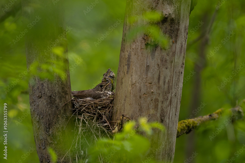 Obraz premium Nest of wild birds called song thrushes standing in a green tree. Turdus philomelos young chicks waiting to be fed by their mother