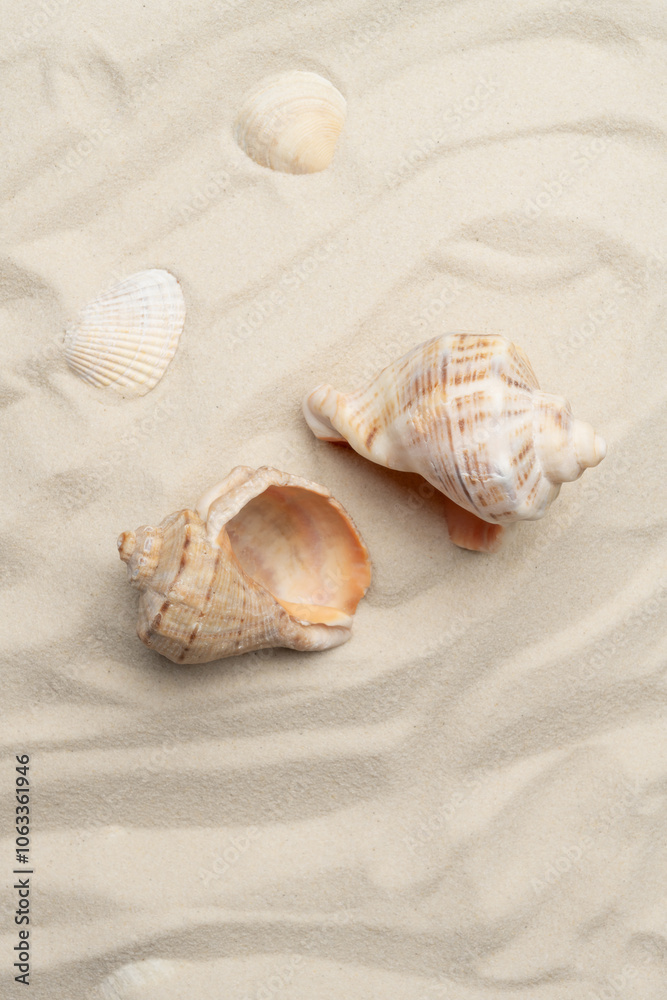 Close-up shot seashells scattered on a white sand beach. Nice texture and pattern on the sand Close-up shot seashells scattered on a white sand beach. Nice texture and pattern on the sand
