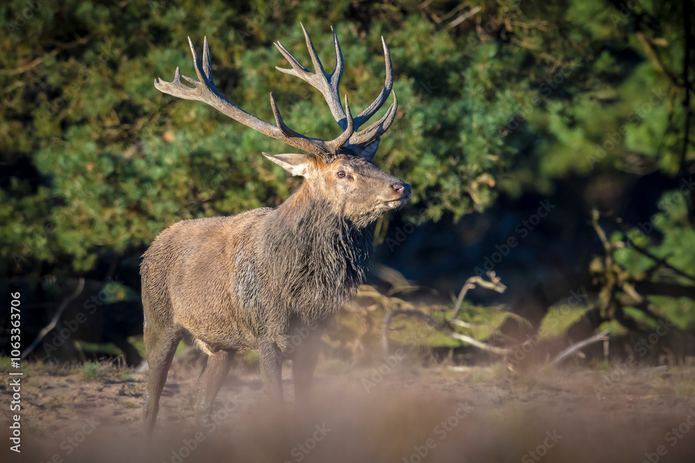 Obraz premium Male red deer, cervus elaphus, rutting during sunset