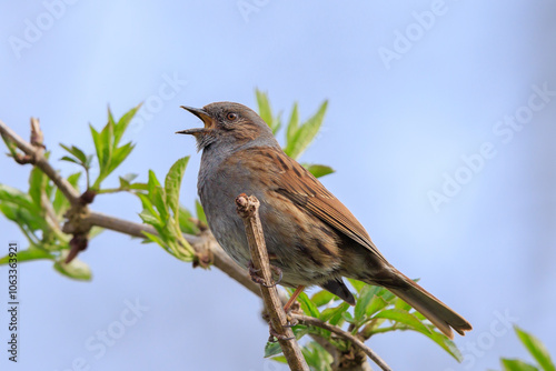 Dunnock Prunella modularis bird singing during Springtime photo