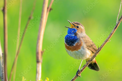 Closeup of a blue-throat male bird Luscinia svecica cyanecula singing