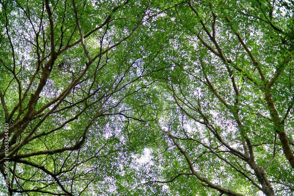 A large tropical trees with leaves branches top view with green leaf color A large tropical trees with leaves branches top view with green leaf color