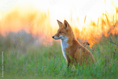 Fotografie Wild red fox vulpes vulpes during sunset