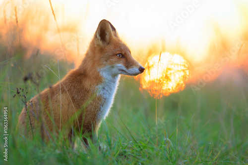 Wild red fox vulpes vulpes during sunset photo