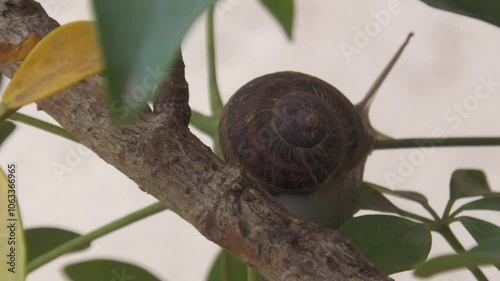 Closeup of a snail on a garden plant. Wild animal. Garden pest. Background with copy space.